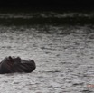 213 LOANGO Inyoungou Lagune Ngove Hippopotame Hippopotamus amphibius 12E5K2IMG_79507wtmk.jpg